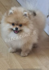 Photo №1. pomeranian - for sale in the city of Kiev | 2000$ | Announcement № 8943