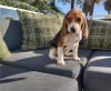 Photo №3. Affordable Beagle home bred puppies!. United States