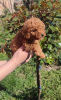 Additional photos: Toy poodle puppies