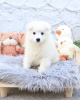 Photo №3. Samoyed puppy. Germany