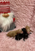 Photo №1. poodle (toy) - for sale in the city of Анталья | 1124$ | Announcement № 32604