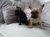 Photo №1. french bulldog - for sale in the city of Kassel | 370$ | Announcement № 99951
