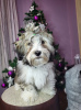 Photo №1. havanese dog - for sale in the city of Москва | negotiated | Announcement № 17836