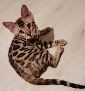 Photo №2 to announcement № 7113 for the sale of bengal cat - buy in Russian Federation from nursery