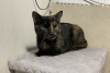 Additional photos: Tortoiseshell cat Cinnamon is looking for a home and a loving family!