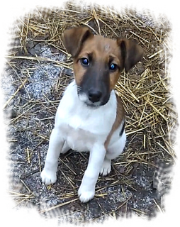 Photo №4. I will sell fox terrier in the city of Kharkov. private announcement, from nursery - price - 300$