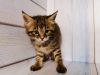 Photo №4. I will sell chausie in the city of Москва. from nursery, breeder - price - 1093$