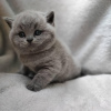 Photo №2 to announcement № 53186 for the sale of british shorthair - buy in United States private announcement