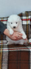 Photo №2 to announcement № 37414 for the sale of samoyed dog - buy in Serbia 