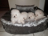 Photo №1. pomeranian - for sale in the city of London | 300$ | Announcement № 70353