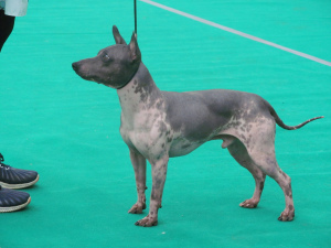 Photo №2 to announcement № 2572 for the sale of american hairless terrier - buy in Russian Federation from nursery