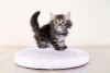 Photo №2 to announcement № 122037 for the sale of maine coon - buy in United States private announcement