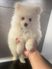 Photo №1. pomeranian - for sale in the city of Barcelona | 2113$ | Announcement № 65724