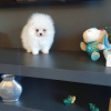 Photo №2 to announcement № 122720 for the sale of pomeranian - buy in Germany private announcement