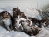 Photo №2 to announcement № 37307 for the sale of maine coon - buy in United States private announcement, from nursery