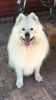 Photo №2 to announcement № 40286 for the sale of samoyed dog - buy in Germany breeder