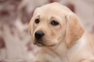 Photo №3. The Labrador Kennel offers for purchase high-breed Labrador puppies from titled. Russian Federation