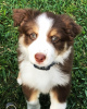 Photo №2 to announcement № 100280 for the sale of australian shepherd - buy in Hungary private announcement