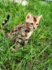 Photo №4. I will sell bengal cat in the city of Barnaul. from nursery - price - 946$