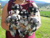 Photo №1. schnauzer - for sale in the city of Wałbrzych | negotiated | Announcement № 100255