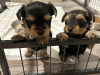 Photo №1. yorkshire terrier - for sale in the city of Pieksämäen maalaiskunta | 359$ | Announcement № 123458