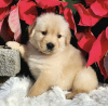 Additional photos: Golden retriever