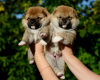 Photo №1. shiba inu - for sale in the city of Minsk | negotiated | Announcement № 70303