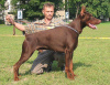 Additional photos: Dobermann puppies from kennel IMIDZ