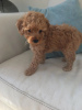 Photo №1. non-pedigree dogs - for sale in the city of Los Angeles | 875$ | Announcement № 59080