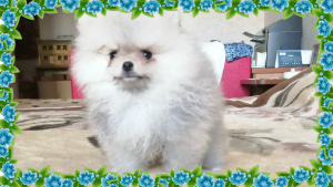 Additional photos: Mini Pomeranian Spitz RKF.