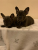 Additional photos: Healthy French Bulldog for Adoption