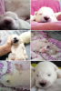 Photo №1. samoyed dog - for sale in the city of Стамбул | 300$ | Announcement № 95872