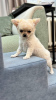 Photo №1. chihuahua - for sale in the city of Munich | 444$ | Announcement № 105764