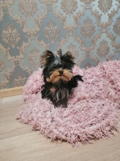 Photo №2 to announcement № 3863 for the sale of yorkshire terrier - buy in Belarus from nursery
