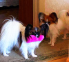 Photo №1. papillon dog - for sale in the city of Odessa | negotiated | Announcement № 11046