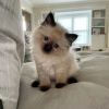 Photo №4. I will sell ragdoll in the city of Sheffield.  - price - Is free