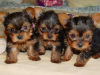 Photo №1. yorkshire terrier - for sale in the city of Дублин | negotiated | Announcement № 92908
