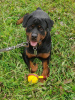 Additional photos: Rottweiler Kiprey is ready for your offers of permanent residence!