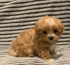 Photo №1. maltese dog - for sale in the city of Brentford | 350$ | Announcement № 125485