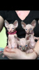 Additional photos: Sphynx kittens