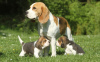 Photo №4. I will sell beagle in the city of Берлингероде.  - price - Is free