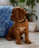 Photo №3. Dogue de Bordeaux. Russian Federation