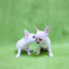 Photo №1. chihuahua - for sale in the city of Dalby | 528$ | Announcement № 48035
