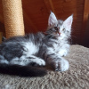 Photo №2 to announcement № 19799 for the sale of maine coon - buy in Germany from nursery
