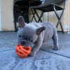 Photo №1. french bulldog - for sale in the city of Helsinki | negotiated | Announcement № 70018