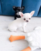 Photo №1. chihuahua - for sale in the city of Helsinki | 423$ | Announcement № 118414