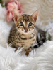 Photo №1. bengal cat - for sale in the city of Washington | 300$ | Announcement № 50790
