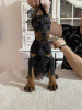 Photo №2 to announcement № 84848 for the sale of dobermann - buy in Serbia 