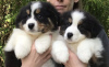 Photo №1. australian shepherd - for sale in the city of Helsinki | 317$ | Announcement № 75645