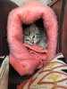 Photo №2 to announcement № 52173 for the sale of siberian cat - buy in France private announcement